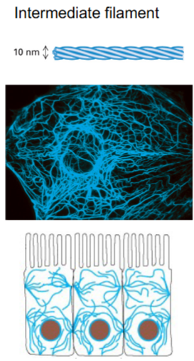 <p>Blue (10nm) <br>Structural role; found everywhere in the cell<br>connects between cells </p>