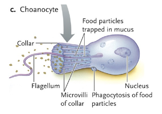 <ul><li><p>Assymetrical</p></li><li><p>Parazoans (no true tissues) neither diploblasts or triploblasts</p></li><li><p>Sessile as adults</p></li><li><p>Choanocytes (very similar to choanoflagellates) coordinated flagellar action produces inward water currents</p></li><li><p>Suspension Feeders: Choanocytes filter food particles out of water</p></li></ul><p></p>