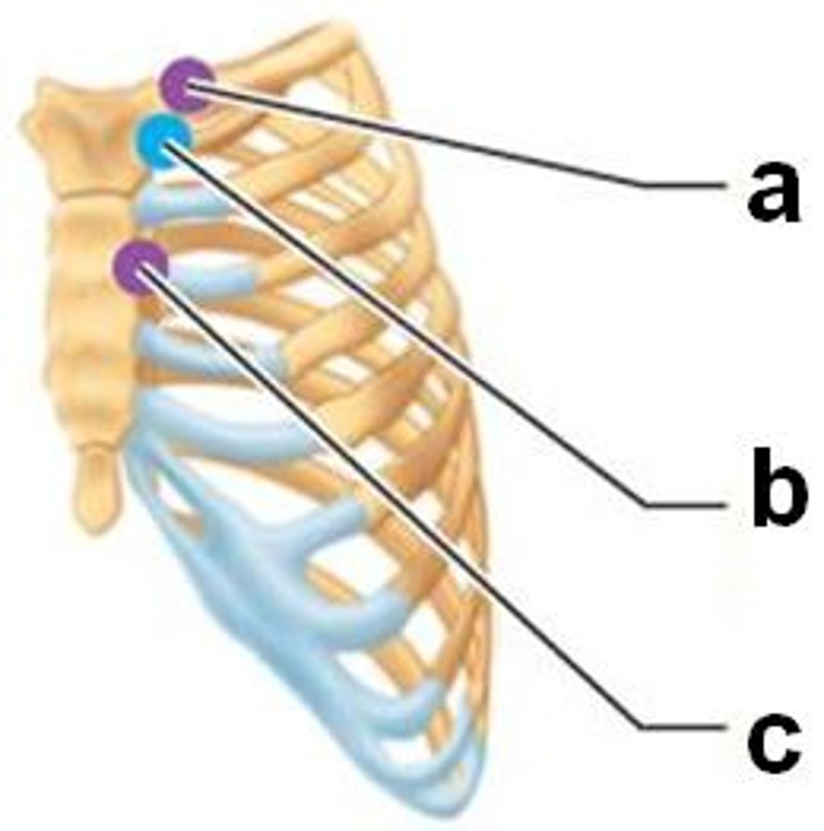 <p>- Between sternum and costal cartilages.</p><p>- Primary cartilaginous (1st) and synovial plane joints for 2nd-7th cartilages.</p>