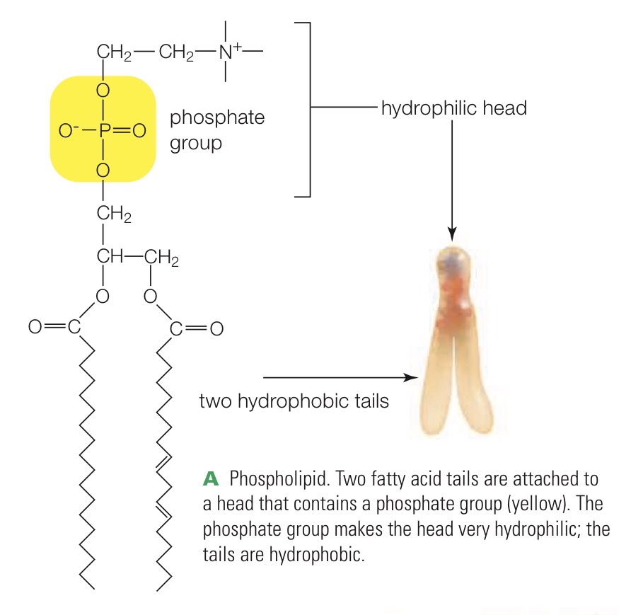 <p>A lipid with two hydrophobic fatty acid tails and a hydrophilic phosphate group in its head</p>