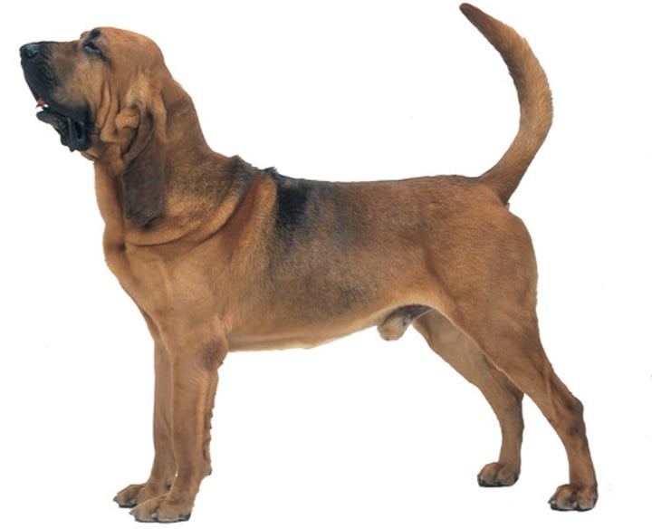 <p>- Hound group<br>- Large to giant breed<br>- Hunt or track by scent<br>- Used to track humans<br>- Black/tan, red/tan, or tawny</p>