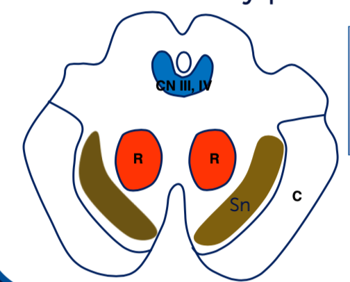 <p>What is structure Sn? What is responsible for? </p>