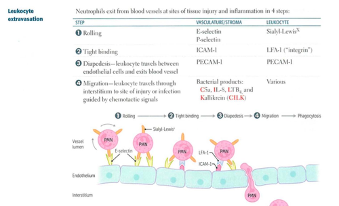 <p>Signaling proteins that stimulate immune responses.</p>