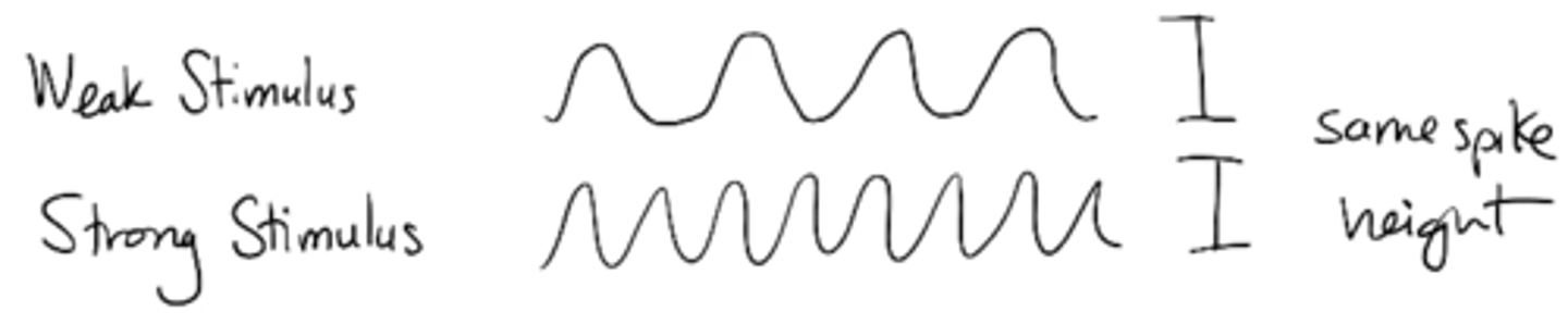 <p>Weak vs. strong stimulus would have same spike height but different frequency</p>