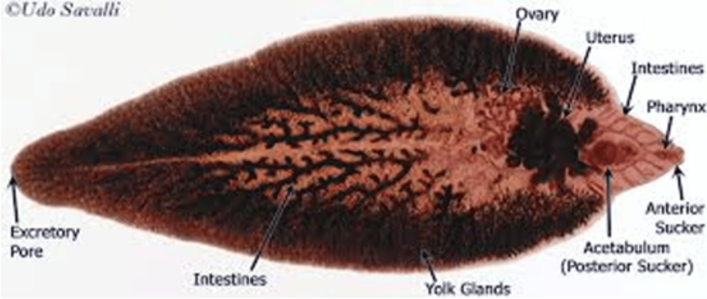 <p>infects the liver and bile ducts</p>
