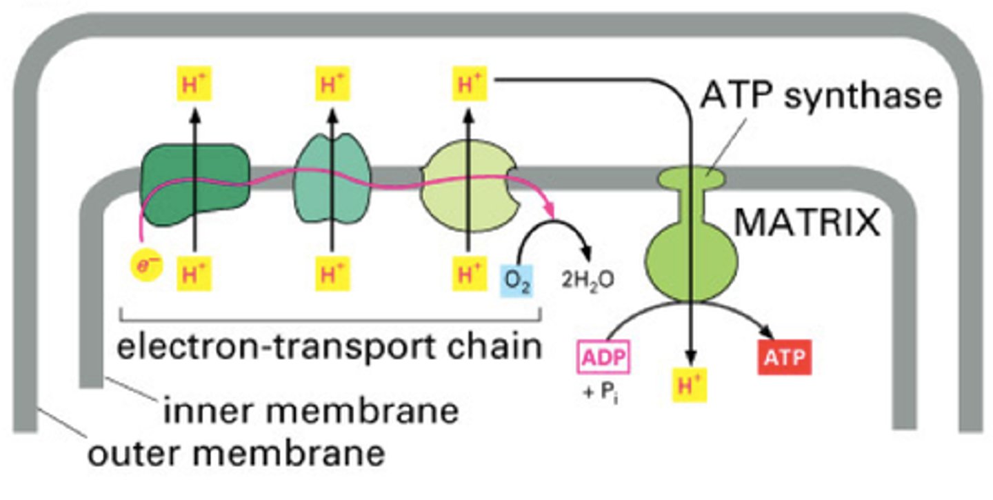 <p>a series of proteins in which the high-energy electrons from the Krebs cycle are used to convert ADP into ATP</p>