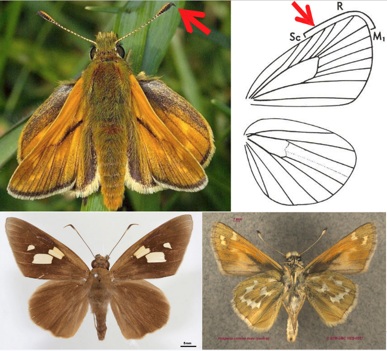 <ul><li><p>Antennae clubbed but also <strong><em>hooked at tip</em></strong></p></li><li><p>Antennae widely separated at base</p></li><li><p>Meta-tibiae usually with middle spur</p></li><li><p><strong><em>FW with R 5-branched</em></strong> but branches not stalked and all arising from discal cell</p></li><li><p>Fairly stout-bodied compared to Papilionoidea</p></li><li><p>Most <strong><em>hold the FW and HW at different angles while at rest</em></strong></p></li><li><p>Rapid skipping flight</p></li></ul><p></p>