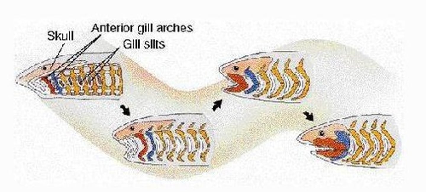 <p>Ancestral structures evolving into jaws in vertebrates.</p>