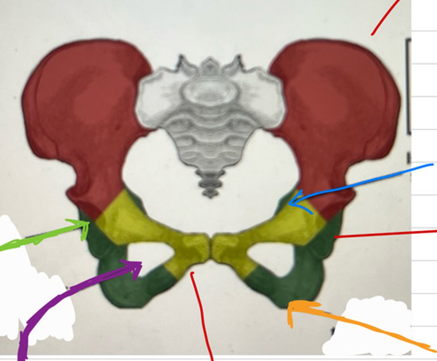 <p>what is the green colored region</p>