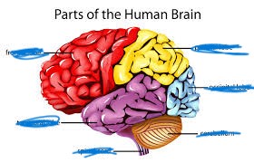 <p>name the red </p>