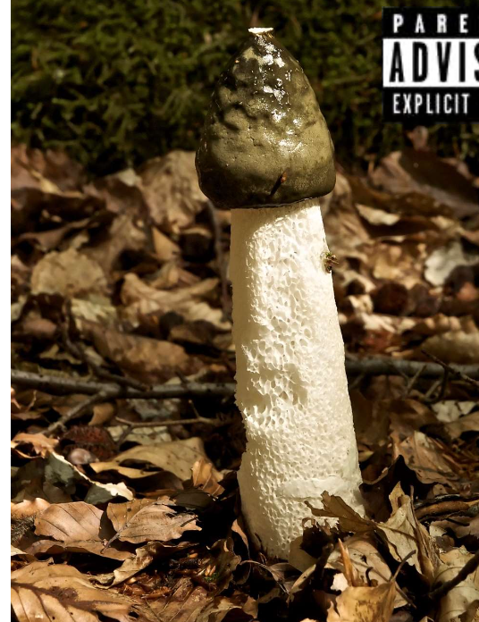 <p>skog och äng. Nedbrytare. Lockar till sig flugor med en lukt av stinkande as. Flugorna sprider sporerna. Linné gav den namnet Phallus Impudicus vilket betyder skamlös penis. </p>