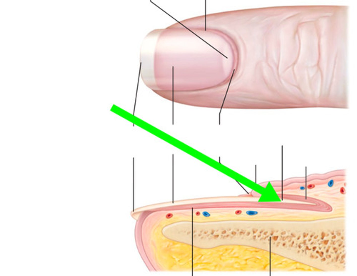 <p>Covered by the proximal nail fold, where the nail attaches to the skin</p>