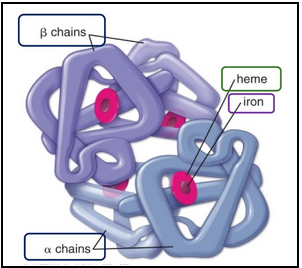 <ul><li><p><span style="background-color: transparent;">It’s made of four globin chains, each bound to a heme group that contains Fe²⁺ (iron)</span></p></li><li><p><span style="background-color: transparent;">Most commonly 2𝛽and 2𝜶 chains → HbA</span></p></li><li><p><span style="background-color: transparent;">They are proteins that surround and protect heme</span></p></li><li><p><span style="background-color: transparent;">In adults, there are four globin types: α, β, δ, γ.</span></p></li><li><p><span style="background-color: transparent;">There are further A subtypes </span></p><ul><li><p><span style="background-color: transparent;">Example: HbA1c of clinical significance</span></p></li><li><p><span style="background-color: transparent;">Glycosylated Hb</span></p></li><li><p><span style="background-color: transparent;">Meaning glucose from plasma attaches non-enzymatically to hemoglobin.</span></p></li><li><p><span style="background-color: transparent;">The fraction of hemoglobin that is glycated reflects the average plasma glucose over the past 2–3 months (lifespan of RBCs).</span></p></li><li><p><span style="background-color: transparent;">A1c < 7% is generally considered good glucose control in diabetes.</span></p></li><li><p><span style="background-color: transparent;">Not always an accurate measurement of diabetes</span></p></li></ul></li></ul><p></p>