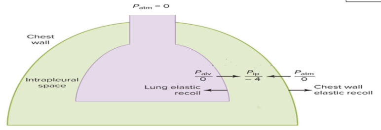 <ul><li><p>creates an <strong>outward pressure</strong> (0 - -4) that<strong> opposes lung elastic recoil</strong> </p><ul><li><p>without this outward pressure, the lung would collapse.</p></li></ul></li></ul><p></p>