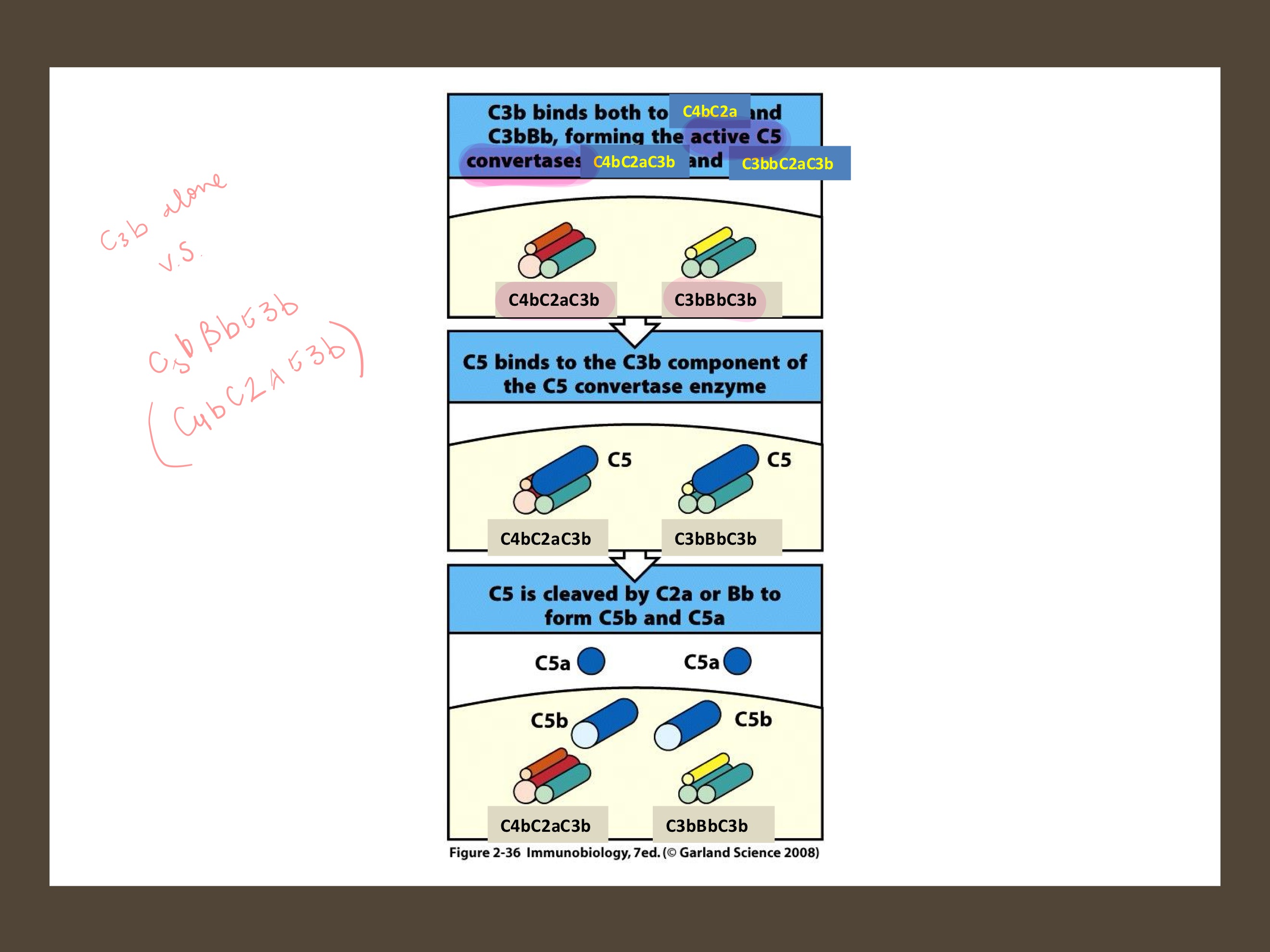 <p>What are the two active C5 convertases?</p>