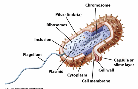<p>Celmembraan, meestal omgeven door celwand</p><p>Intern cytoplasma met ribosomen, nucleair gebied, ...</p><p>Verscheidenheid aan externe structuren, zoals capsules, flagella en pili</p>
