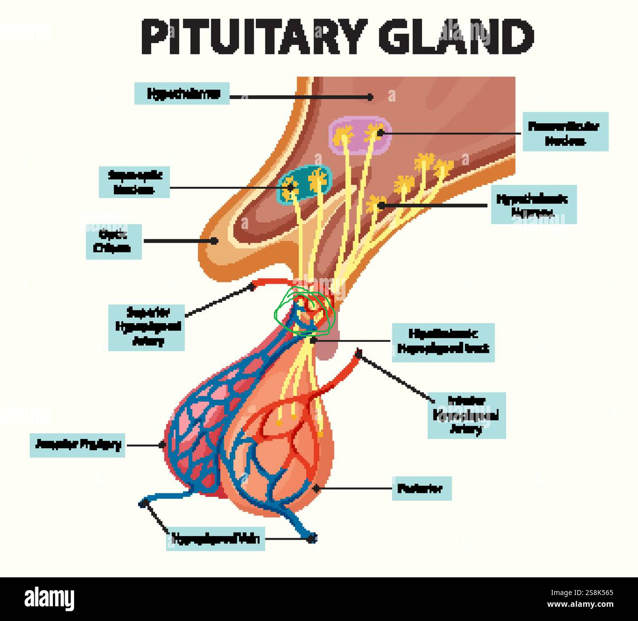 <p>2nd in hypophyseal portal sys, part of anterior pituitary, located at the top of where superior hypophyseal artery connects to lower veins</p>