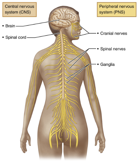 <ol><li><p>central nervous system (CNS)</p></li><li><p>peripheral nervous system (PNS)</p></li></ol><p></p>