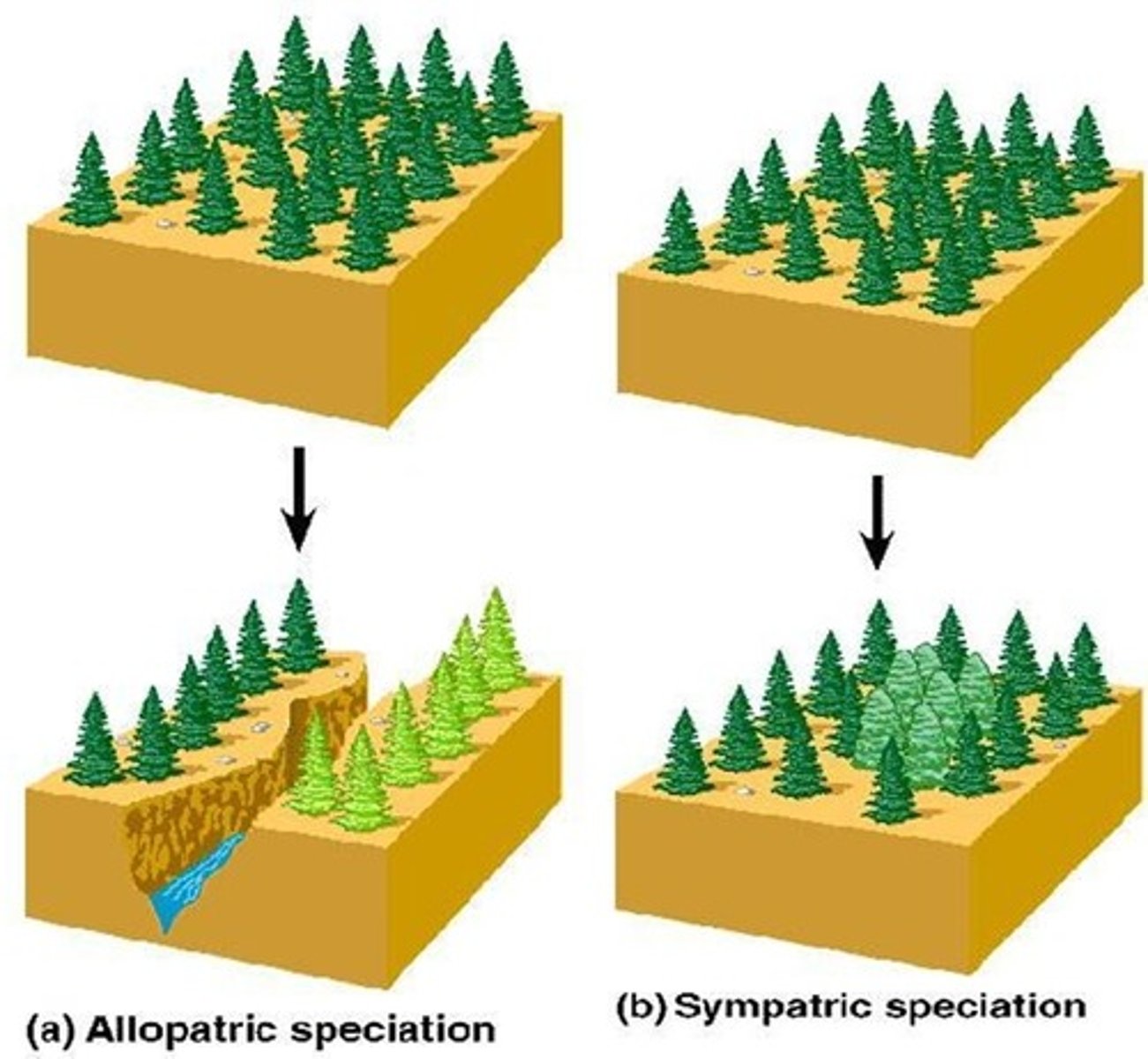 <p>The formation of new species in populations that are geographically isolated from one another.</p><p>how?</p><p>an ancestoral species grows and then a physical barrier takes place and separates the species and causes for different speciation</p>