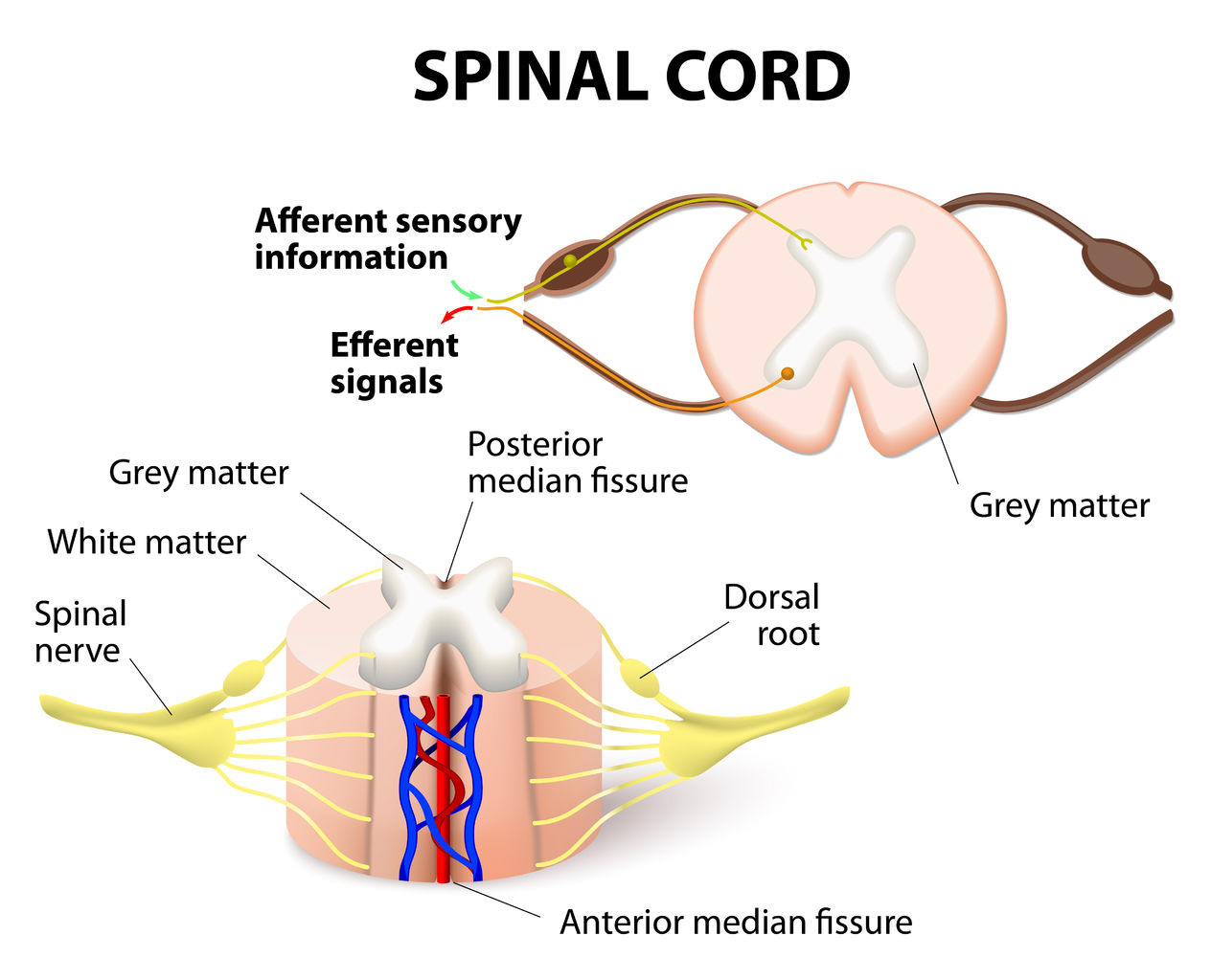 <p>Spinal Cord</p>
