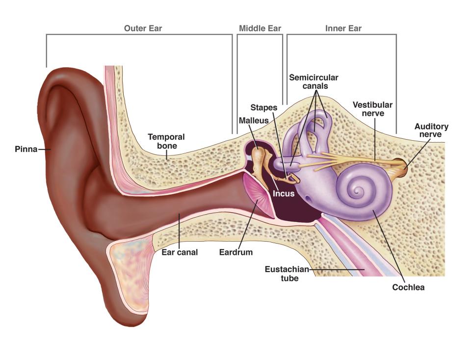 Ear diagram (missing ear ossicles + earwax)