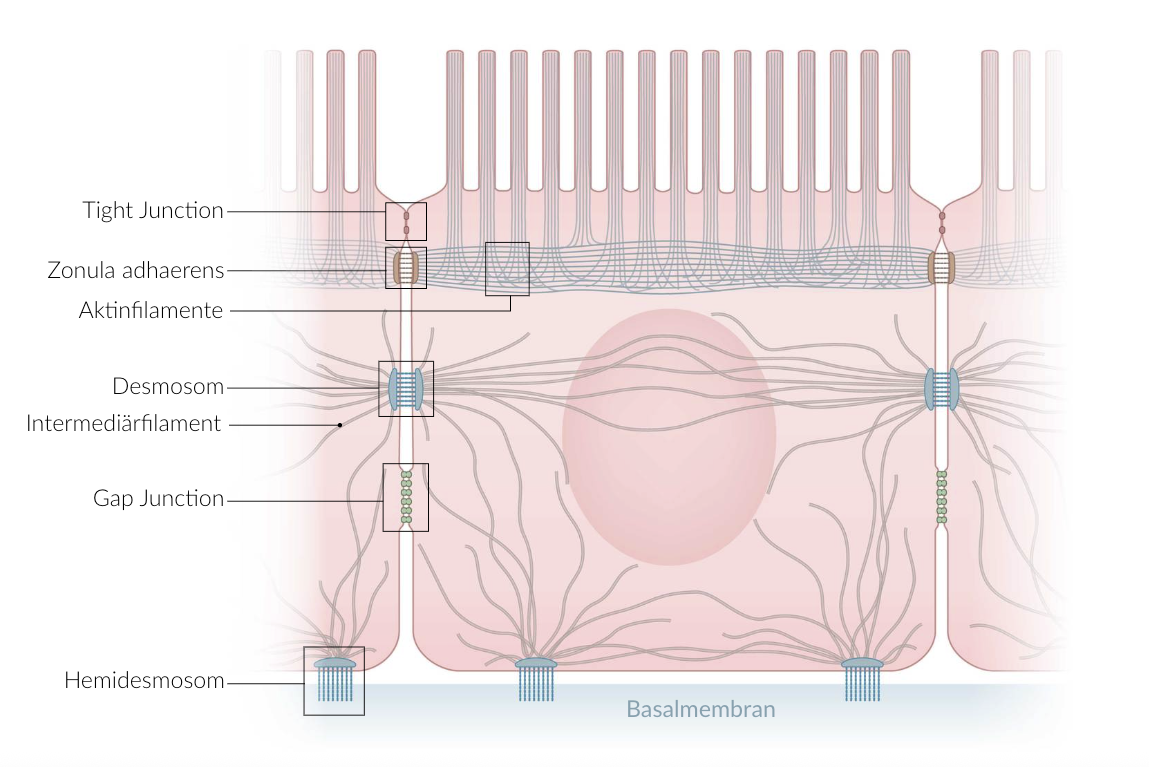 <p>E. Tight junctions between gastric epithelial cells help protect the basolateral side of the epithelium from protons.</p>