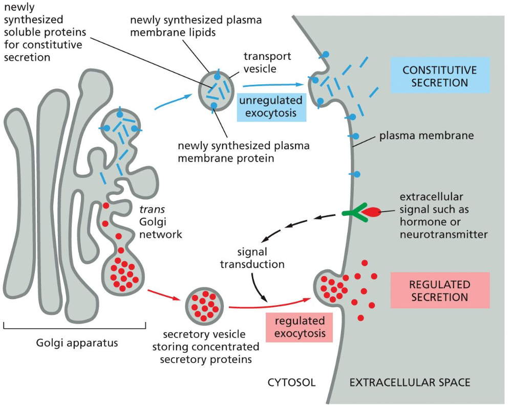 <ul><li><p><strong><em>Constitutive secretion</em></strong> is a default process, which is present in all cells and it includes the permanent flow of materials to the membrane which are exocytosed out.</p></li><li><p><strong><em>Regulated secretion</em></strong> is when the flow is dependant on a stimulus and is only present in specialised cells. This secretion depends on the extracellular signal that binds on the receptor on the membrane after which the exocytosis can occur.</p></li></ul><p></p>