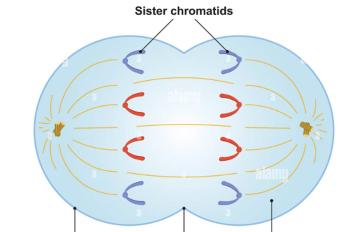 <p>spindle fibers rip sister chromatids apart, doubling the amount of chromosomes.</p>