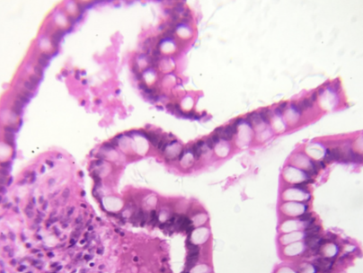 <p>what type of tissue is this</p>
