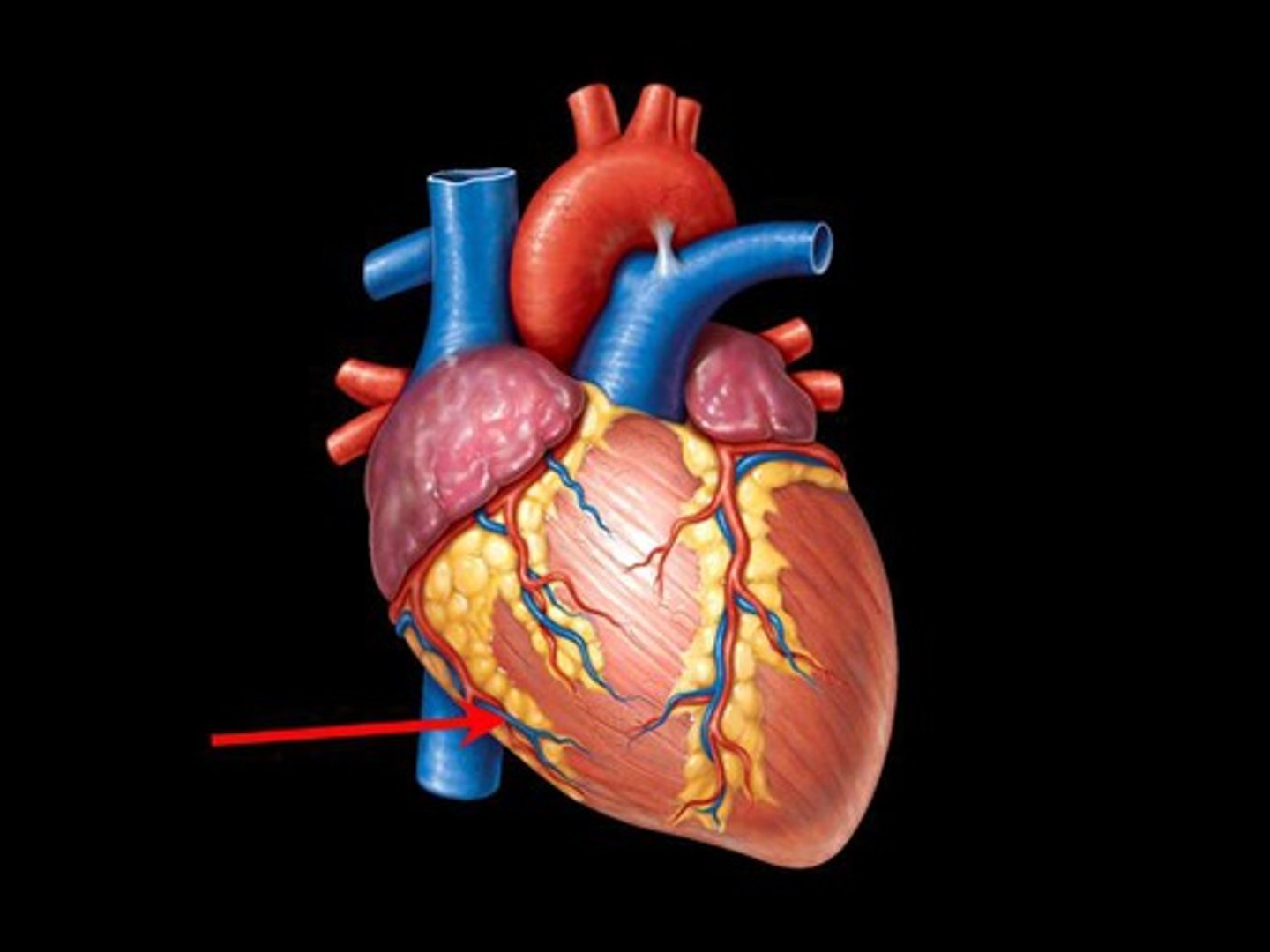 <p>Vein that travels along side the right marginal artery.</p>