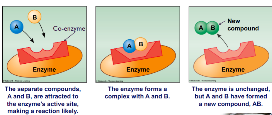 Enzyme Action