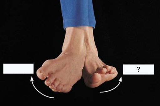 <p>move soles of feet laterally</p>