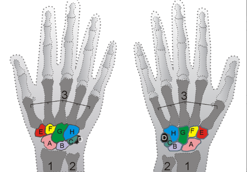 <p>What bone is letter C?</p>