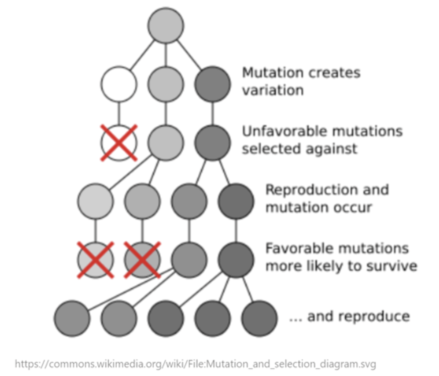 <p>heritable changes in allele frequencies in populations over time</p>