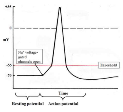 <ul><li><p>causes gated sodium channels to open= some na+ ions into the cell</p></li><li><p>results in cell becoming more positive inside</p></li></ul><p></p>