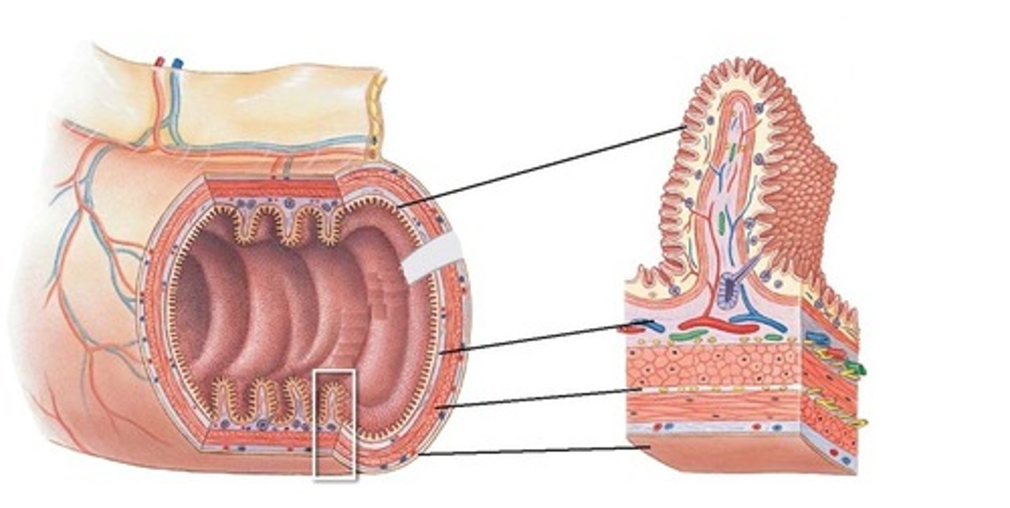 <p>mucosa, submucosa, muscularis externa, and serosa</p>