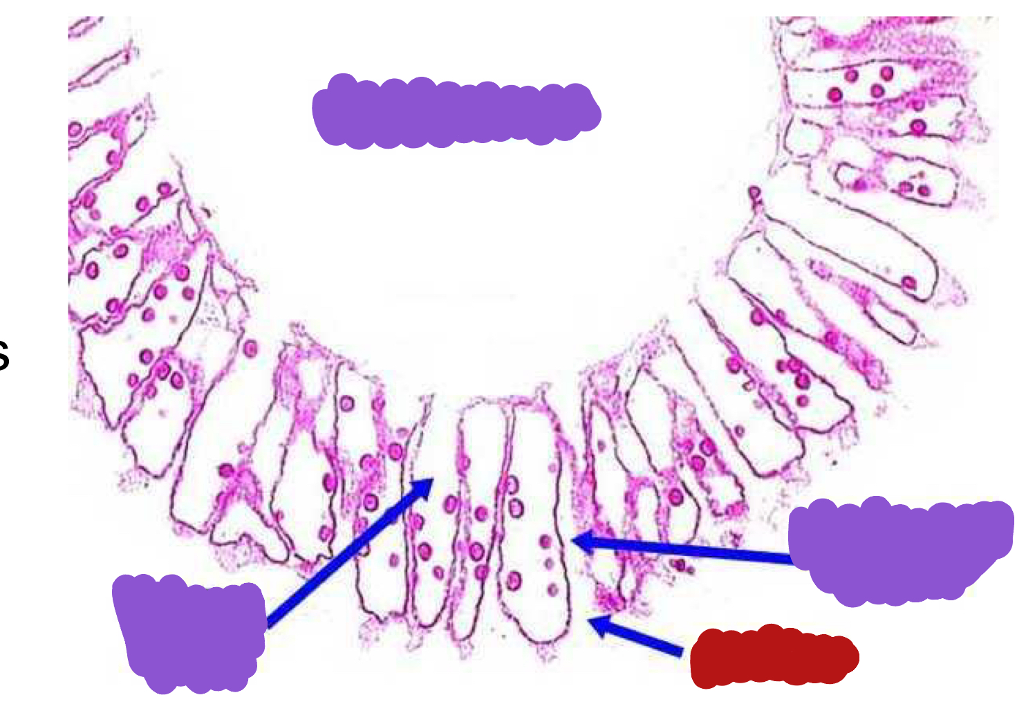 <p>Identify the red structure</p>