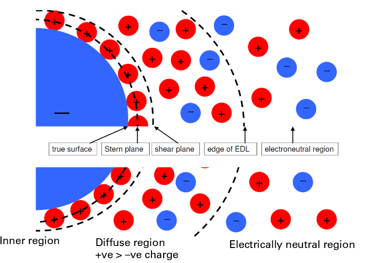 <ol><li><p>The <strong>inner region:</strong> includes the charged surface &amp; adsorbed ions</p><ol><li><p><strong>stern plane</strong> is within inner region, particles not free to move</p></li><li><p><strong>shear plane</strong> is between inner and diffuse region, beyond it particles move freely </p></li></ol></li><li><p>The <strong>diffuse region:</strong> lies beyond adsorbed ions and up to the edge of the electrically neutral region</p><ol><li><p>initially opposite charged counterions, then some co-ions moving further away</p></li></ol></li></ol><p>The <strong>electrically neutral region: </strong>outside the EDL = the bulk continuous phase</p>