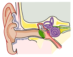 <p>What’re the 3 main parts of the mammalian ear structure?</p>