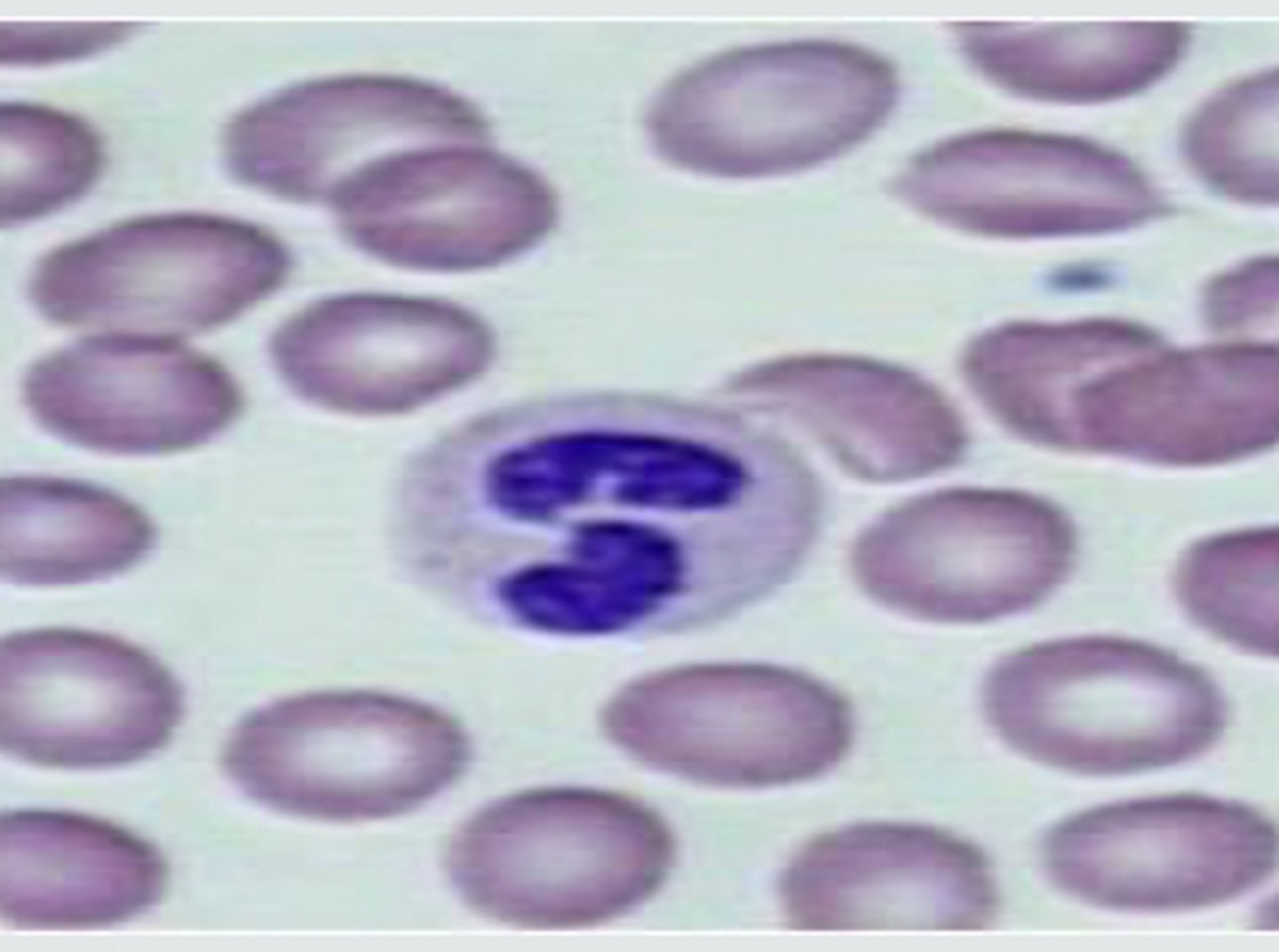 <p>What image is being depicted here?</p>