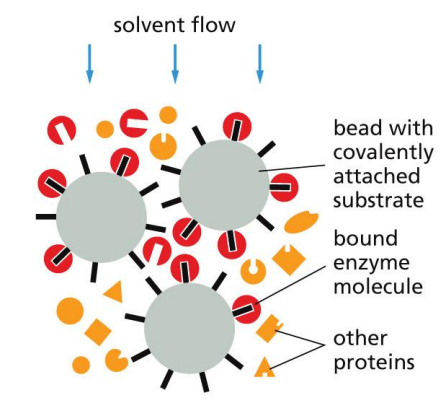 <p>Matrix covalently linked to a specific ligand (e.g. antibody or enzyme substrate) that will bind a specific protein.</p><p>Molecules that are binded can be removed with concentrated salt solution or solutions of high or low pH.</p>