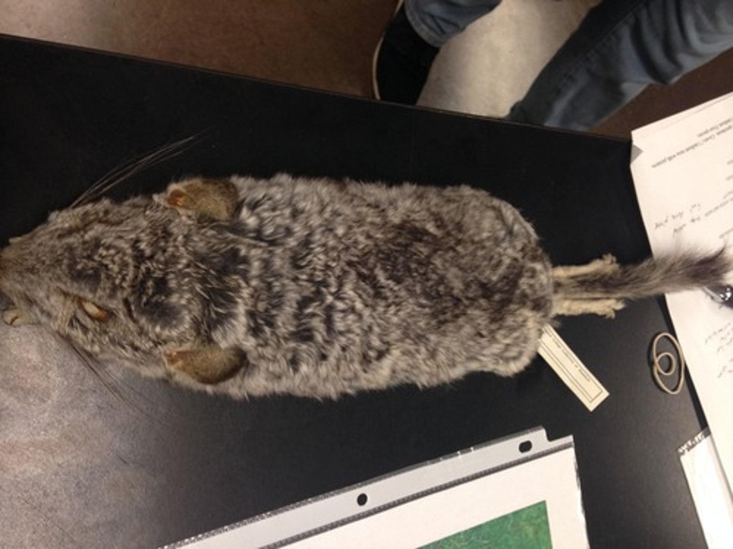 <p>clade, Order, suborder, family?</p>