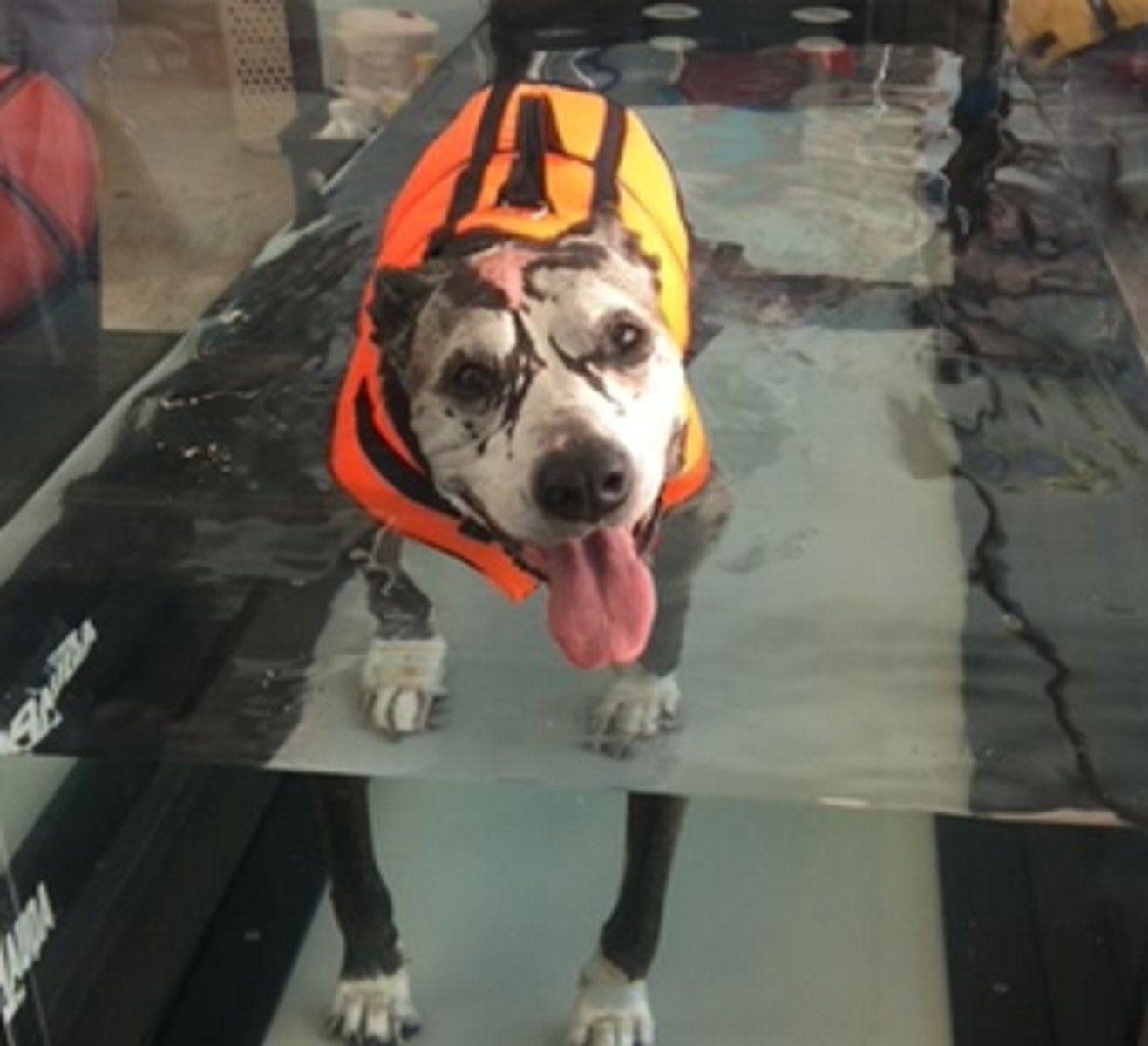 <p>How does aquatic therapy underwater treadmill help animals?</p>