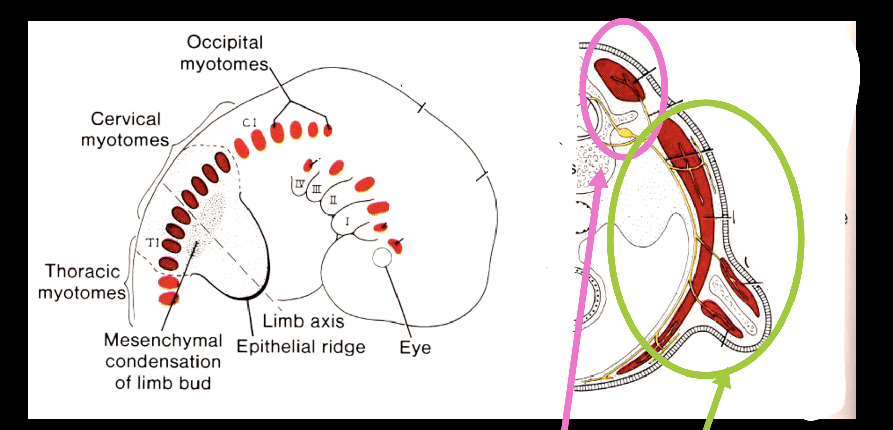 <p>Muscles and nerves subdivide to what sides?</p>