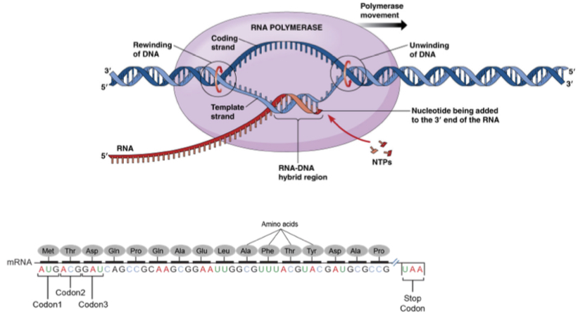 <p>The process of copying a segment of DNA into RNA using RNA polymerase</p>
