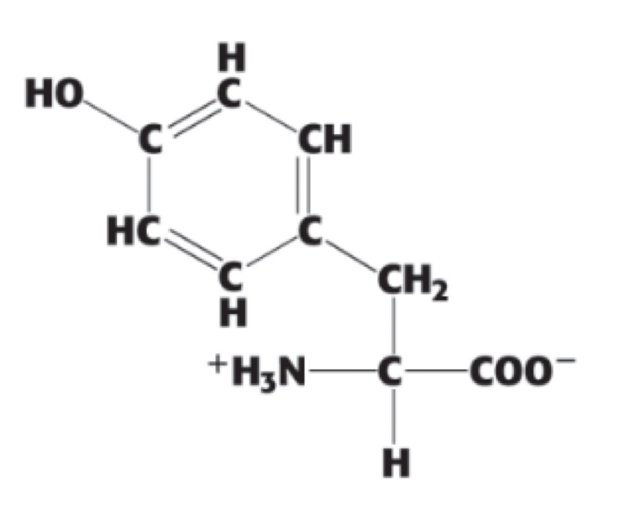 <p> (Tyr, Y). aromatic</p>