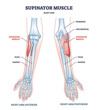 <p>-supinator</p>