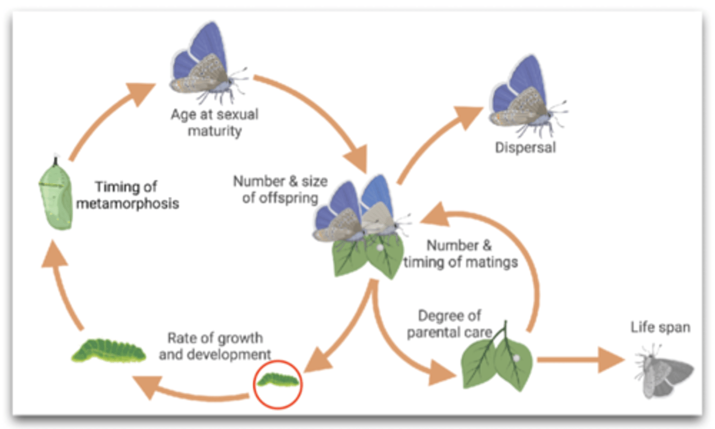<p>- life history is an organism's schedule of growth, reproduction, and senescence<br>- Life history traits are related to the timing and occurence of these major life-course event.s<br>- Some traits pertain to all species, others only to a subset of species</p>
