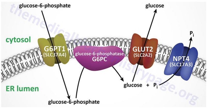 <p>Glycogen is not stored in the ER, rather, G6P is transported into the ER lumen where G6Pase is bound</p>
