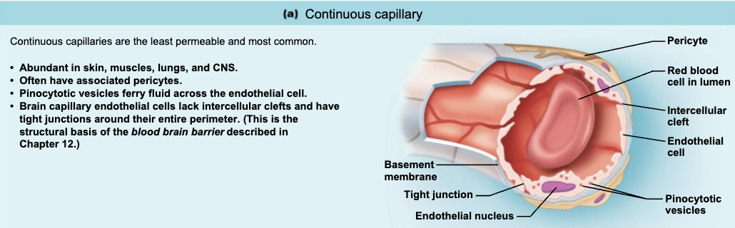 <ul><li><p><span style="color: blue;"><strong>LOCATION</strong></span></p><ul><li><p>Abundant in <span style="color: purple;"><strong><mark data-color="purple" style="background-color: purple; color: inherit;">muscle</mark></strong></span><mark data-color="purple" style="background-color: purple; color: inherit;">, </mark><span style="color: purple;"><strong><mark data-color="purple" style="background-color: purple; color: inherit;">lungs</mark></strong></span><mark data-color="purple" style="background-color: purple; color: inherit;">, and </mark><span style="color: purple;"><strong><mark data-color="purple" style="background-color: purple; color: inherit;">CNS</mark></strong></span><mark data-color="purple" style="background-color: purple; color: inherit;"> </mark></p></li></ul></li><li><p><span style="color: red;"><strong>FUNCTION</strong></span></p><ul><li><p>Continuous capillaries of brain are unique → form blood brain barrier, totally enclosed with tight junctions and no intercellular clefts </p></li></ul></li></ul><p></p>